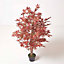 Homescapes Acer Tree in Pot, 120 cm Tall