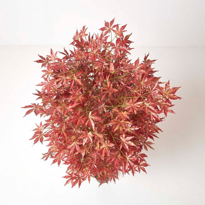 Homescapes Acer Tree in Pot, 150 cm Tall