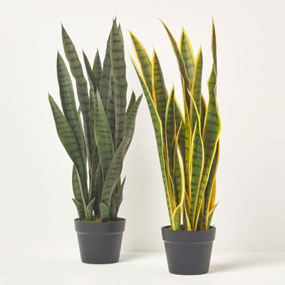 cameleon zz plant Extra Large Variegated ZZ  Plant Vault Wholesale