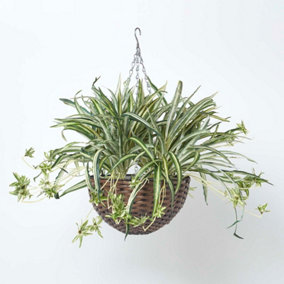 Homescapes Artificial Hanging Basket Spider Plant, 60 cm