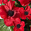 Homescapes Artificial Red Poppy Flower Arrangement in Grave Pot