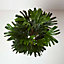 Homescapes Artificial Rhapis Excelsa Palm Tree, 150 cm Tall