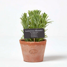Homescapes Artificial Rosemary Plant in Decorative Pot