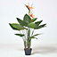 Homescapes Bird of Paradise Plant in Pot, 120 cm Tall
