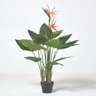 Homescapes Bird of Paradise Plant in Pot, 120 cm Tall