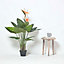 Homescapes Bird of Paradise Plant in Pot, 120 cm Tall
