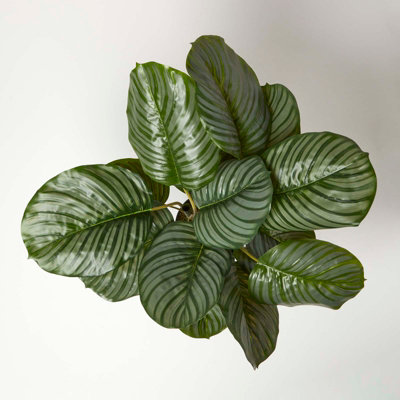 Homescapes Calathea Peacock Plant in Pot, 55 cm Tall
