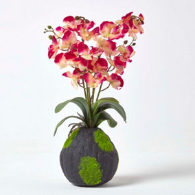 Homescapes Cream and Pink Phalaenopsis Artificial Orchid with Natural Base, 60 cm Tall