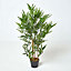 Homescapes Green 3ft Bamboo Tree Artificial Plant with Pot, 95 cm
