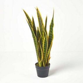 Homescapes Green and Yellow Snake Plant, 74 cm Tall