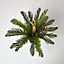 Homescapes Green 'Sago Palm' Artificial Cycas Plant with Pot, 75 cm