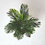 Homescapes Multi Stem Green Palm Tree in Pot, 180 cm