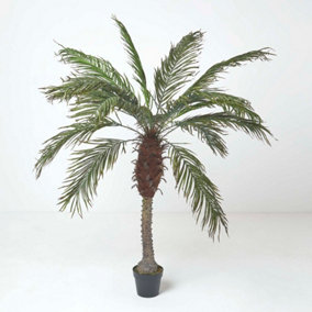 Homescapes Phoenix Palm Tree in Pot, 160 cm Tall