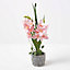 Homescapes Pink Orchid 58 cm Cymbidium in Cement Pot Extra Large, 2 Stems