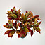 Homescapes Red 'Rushfoil' Artificial Croton Plant with Pot, 65 cm