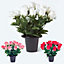 Homescapes Set of 3 Red, Pink & White Rose and Gypsophila Artificial Flowers in Grave Vases
