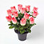 Homescapes Set of 3 Rosebuds with Gypsohila in Grave Vase