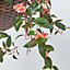 Homescapes White, Orange and Pink Impatiens Hanging Basket, 85 cm