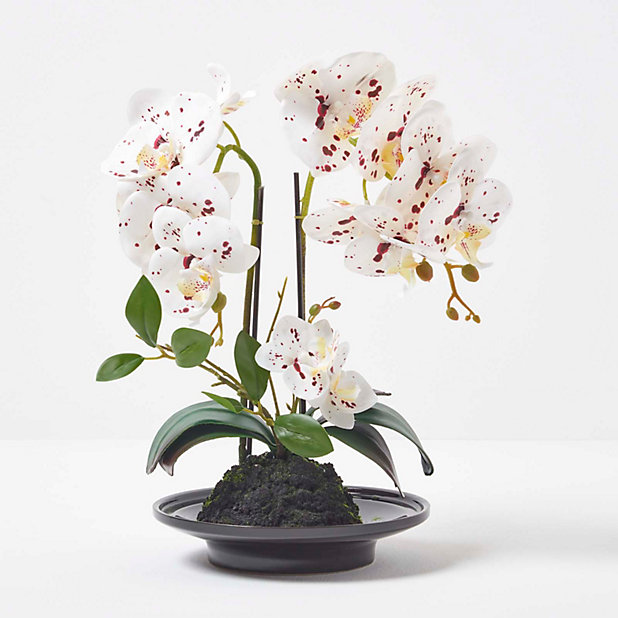 Homescapes White Orchid 36 cm Phalaenopsis in Ceramic Pot | DIY at B&Q
