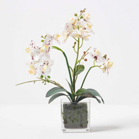 Homescapes White Orchid 42 cm Phalaenopsis in Glass Pot