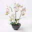 Homescapes White Orchid 62 cm Phalaenopsis in Ceramic Pot Extra Large, 5 Stems