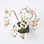 Homescapes White Orchid 62 cm Phalaenopsis in Ceramic Pot Extra Large, 5 Stems