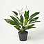Homescapes White Peace Lily in Pot, 60 cm Tall