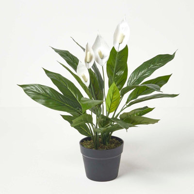 Homescapes White Peace Lily in Pot, 60 cm Tall