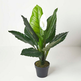 Homescapes White Peace Lily in Pot, 90 cm Tall