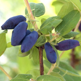 Honeyberry 'Altaj' plant in a 2L pot - Lonicera kamschatiana Plant Edible Fruit Plants for Gardens - Grow Your Own Fruit at Home i