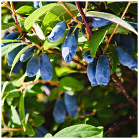 Honeyberry / Lonicera caerulea kamtschatica/ Blue Honeysuckle 1-2ft Tall In a 2L Pot 3FATPIGS