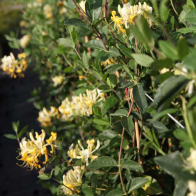 Honeysucke - Lonicera Scentsation - 3 Litre Potted Plant x 1