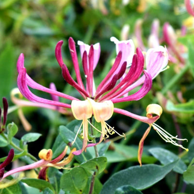 Honeysuckle Belgecia - Scented Lonicera in 9cm Pot - Evergreen Climbing Plant - 3