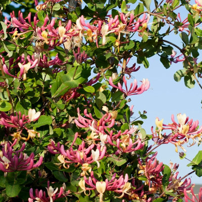 Honeysuckle Belgecia - Scented Lonicera in 9cm Pot - Evergreen Climbing Plant - 4