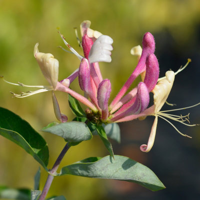 Honeysuckle Belgica Established Plant in 9cm Pot, Compact Perennial for UK Gardens