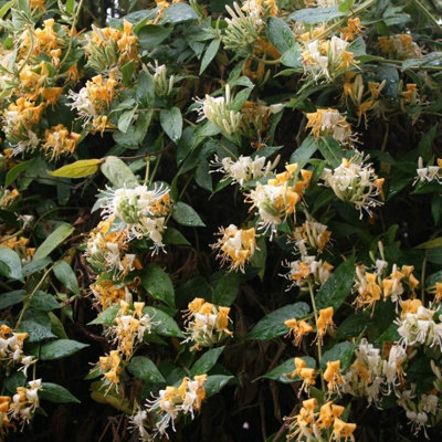 Honeysuckle Graham Thomas - Scented Lonicera in 9cm Pot - Evergreen Climbing Plant