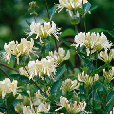 Honeysuckle Graham Thomas - Scented Lonicera in 9cm Pot - Evergreen Climbing Plant - 3