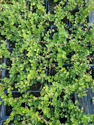 Honeysuckle Lonicera Crassifolia 'Little Honey' in a 9cm Pot