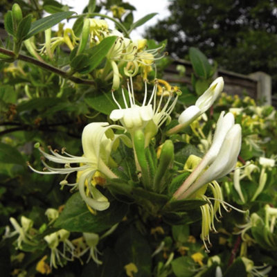 Honeysuckle Lonicera japonica Halliana 1.7 Litre Potted Plant x 1