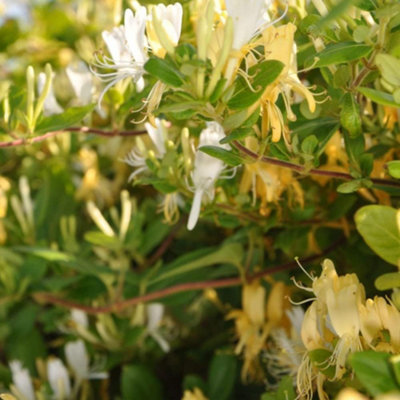 Honeysuckle Lonicera japonica Halliana 1.7 Litre Potted Plant x 1