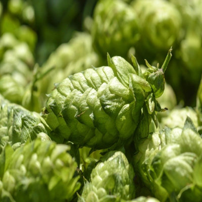 Hops Plant in 2L Pot - Humulus Lupulus Hops Bush - Vigorous Climbing ...