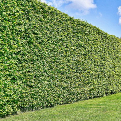 10x 1-2ft Hornbeam native semi-evergreen hedge plants bare root hedging good for damp soil