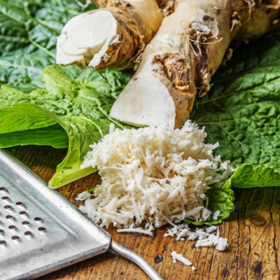 Horseradish Roots (Thongs) - 10 Pack - Vigorous Perennial Culinary Herb ...