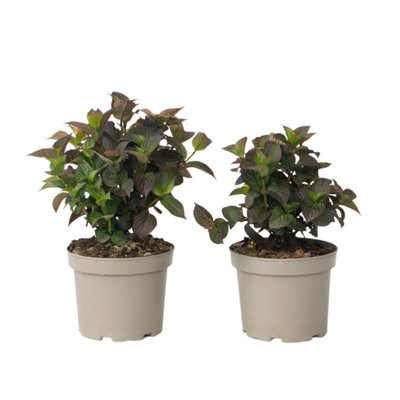 Hortensia - 2 pcs. - Hydrangea Dare Devil - Height 25-40cm - Pot 19cm