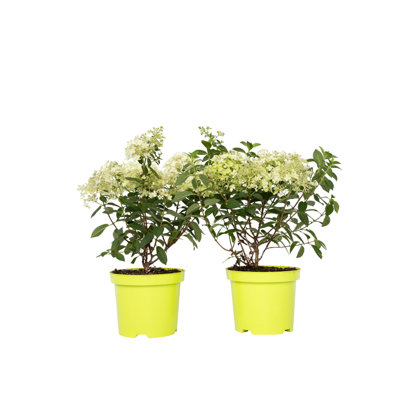 Hydrangea4937　0202 Verve Assorted Gardenlights Hydrangea
