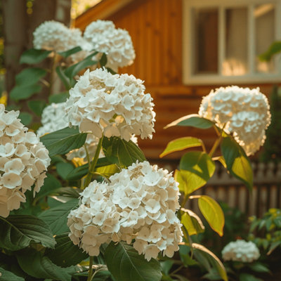 Hortensia - 2 pcs. - Hydrangea paniculata Bobo - Height 25