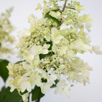 Hortensia - 2 pcs. - Hydrangea paniculata Candlelight