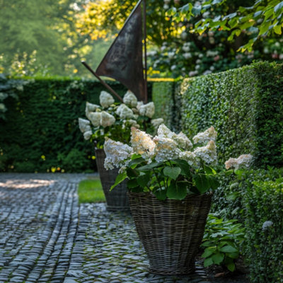 Hortensia - 2 pcs. - Hydrangea paniculata Early Harry - Height 25