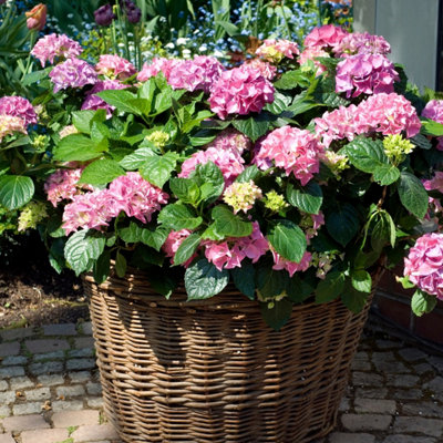 Hortensia - 3 pcs. - Hydrangea macrophylla Early Pink - Height 25-40cm ...