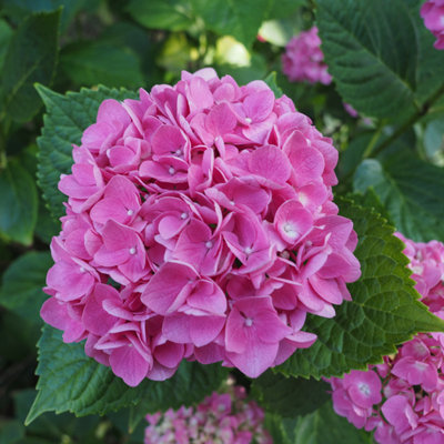 hydrangea Mサイズ 52184 hydrangea Mサイズ 52184 PP Flowers Webshop